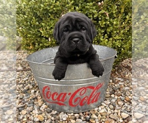 Cocker-Pei Puppy for sale in MIDDLEBURY, IN, USA