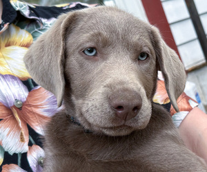 Labrador Retriever Puppy for sale in BELLINGHAM, WA, USA