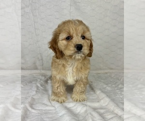 Cockapoo Puppy for sale in FRANKLIN, IN, USA