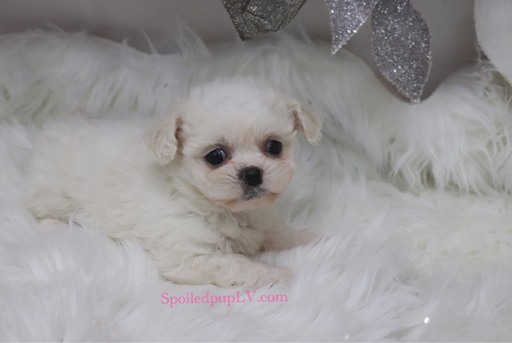 Medium Photo #7 Pekingese-Poodle (Toy) Mix Puppy For Sale in LAS VEGAS, NV, USA