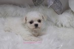 Small Photo #7 Pekingese-Poodle (Toy) Mix Puppy For Sale in LAS VEGAS, NV, USA