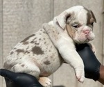 Small Photo #1 English Bulldog Puppy For Sale in MINNEAPOLIS, MN, USA