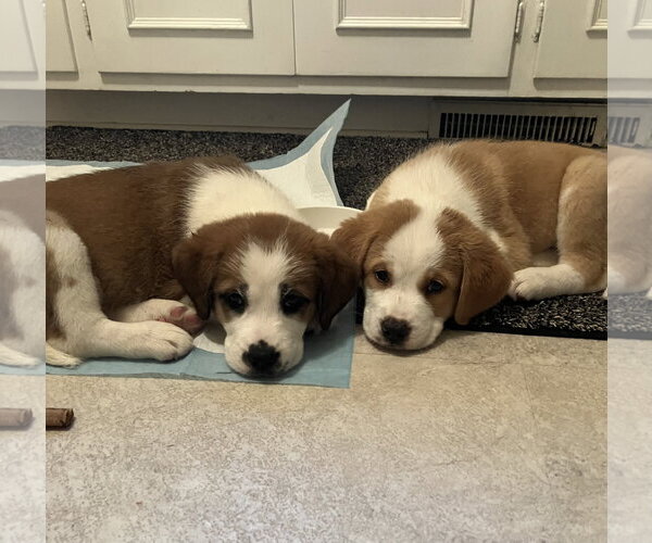 Medium Photo #4 Great Pyrenees-Unknown Mix Puppy For Sale in Plainfield, IL, USA