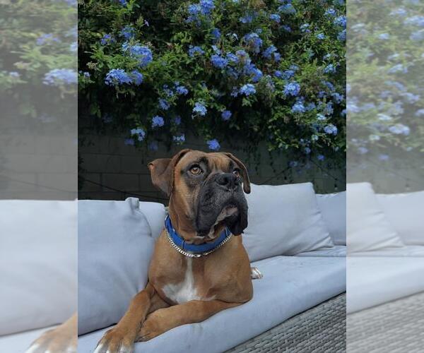 Medium Photo #1 Boxer Puppy For Sale in Burbank, CA, USA