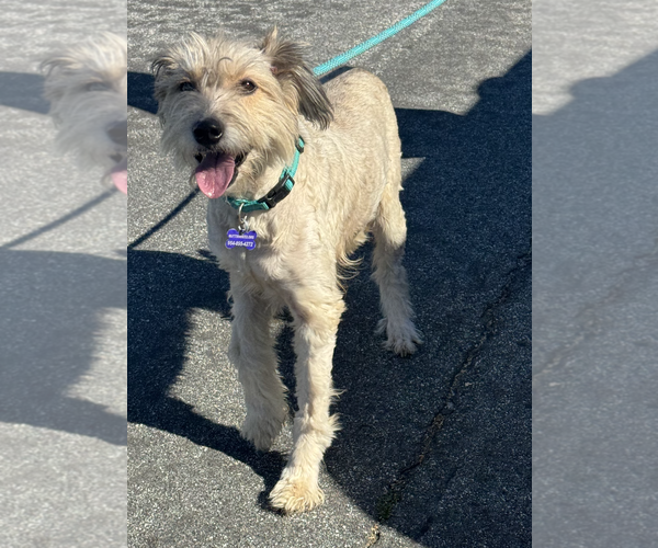 Medium Photo #4 Mutt Puppy For Sale in Newport Beach, CA, USA