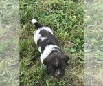 Small Photo #31 Wirehaired Pointing Griffon Puppy For Sale in WASHOUGAL, WA, USA