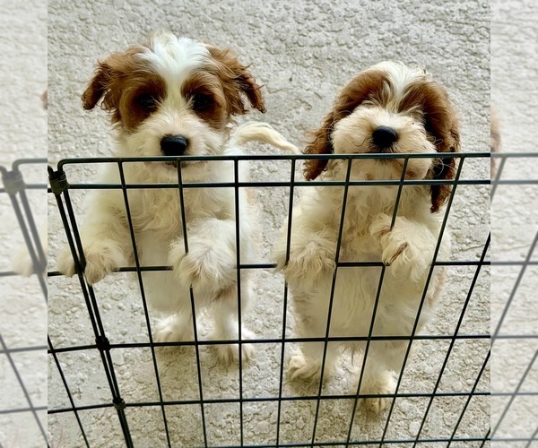 Medium Photo #1 Cavapoo (Standard) Puppy For Sale in LITHIA, FL, USA
