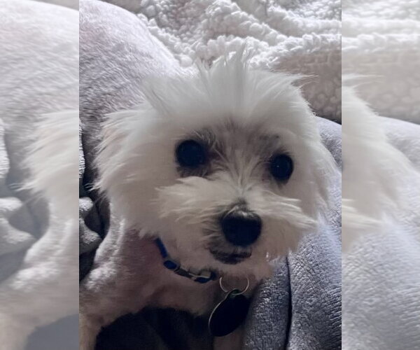 Medium Photo #4 Maltese-Unknown Mix Puppy For Sale in Cary, NC, USA
