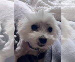 Small #3 Maltese Mix