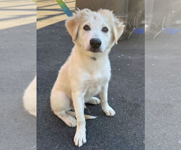 Medium Photo #1 Labrador Retriever-Maremma Sheepdog Mix Puppy For Sale in Virginia Beach, VA, USA