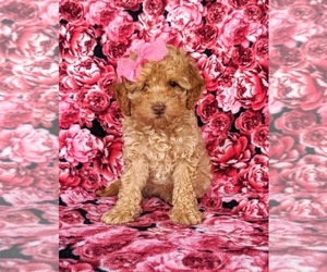 Cock-A-Poo Puppy for sale in LINCOLN UNIV, PA, USA