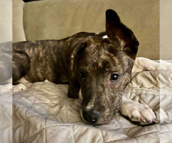 Medium Photo #11 Mountain Cur-Unknown Mix Puppy For Sale in Alexander, AR, USA