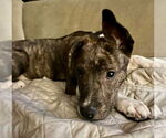 Small #10 Mountain Cur Mix