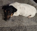 Small Photo #1 Jack Russell Terrier Puppy For Sale in JASPER, FL, USA