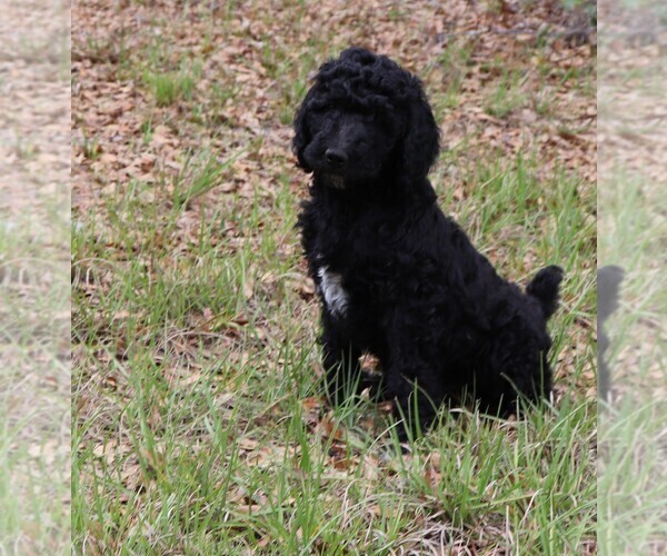 Medium Photo #6 Poodle (Standard) Puppy For Sale in LAKE CITY, FL, USA