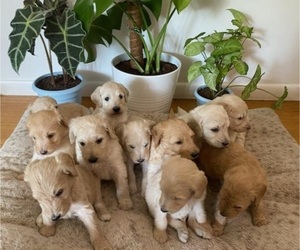 Goldendoodle Puppy for sale in ARNOLD, MD, USA