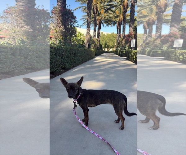 Medium Photo #2 Chihuahua Puppy For Sale in Menifee, CA, USA