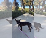 Small #1 Chihuahua