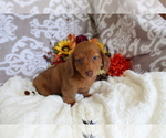 Small #3 Dachshund