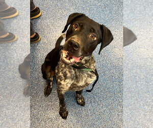 Pointer Dogs for adoption in Tarboro, NC, USA