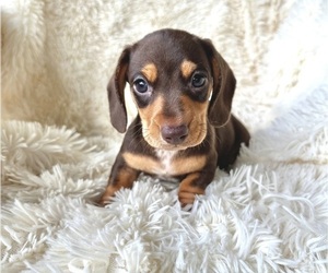 Dachshund Puppy for Sale in WEBSTER, Florida USA
