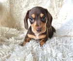 Small Photo #1 Dachshund Puppy For Sale in WEBSTER, FL, USA