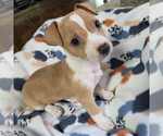 Small #1 Beagle-Chihuahua Mix