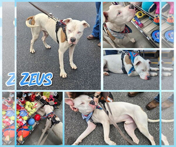 Medium Photo #1 American Bulldog-Unknown Mix Puppy For Sale in Blacksburg, SC, USA