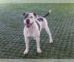 Small American Pit Bull Terrier Mix