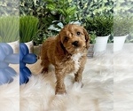 Small Photo #2 Cavapoo Puppy For Sale in INDIANAPOLIS, IN, USA