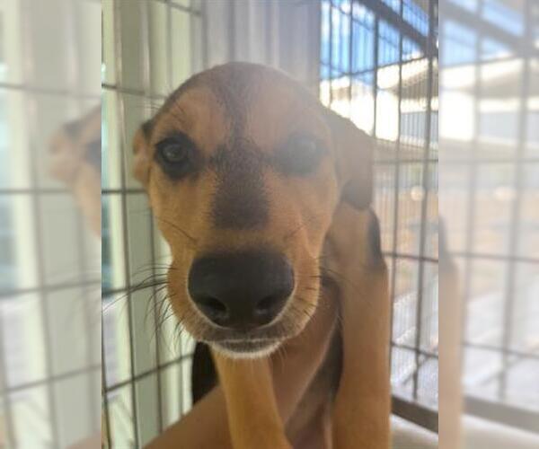 Medium Photo #3 German Shepherd Dog-Unknown Mix Puppy For Sale in Houston, TX, USA