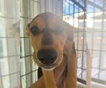 Small #2 German Shepherd Dog Mix