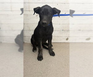 Mutt Dogs for adoption in San Bernardino, CA, USA