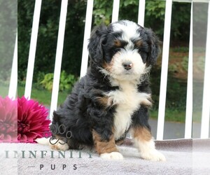Bernedoodle (Miniature) Puppy for sale in LANCASTER, PA, USA