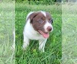 Puppy Starr Border Collie