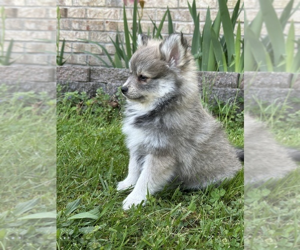 Medium Photo #14 Pomsky Puppy For Sale in GREENVILLE, MO, USA