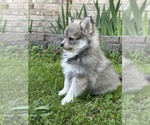 Small #13 Pomsky