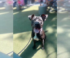 Sage May 25 - Female American Pit Bull Terrier-Unknown Mix Dog for Adoption - Photo #12