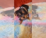 Small Photo #61 Yorkshire Terrier Puppy For Sale in AKRON, OH, USA