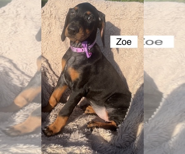 Medium Photo #2 Doberman Pinscher Puppy For Sale in POMEROY, OH, USA