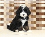 Small #3 Bernedoodle (Miniature)