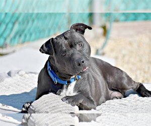 Labrador Retriever-Unknown Mix Dogs for adoption in Spring Lake, NJ, USA