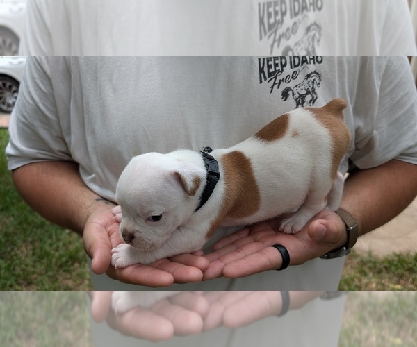 Medium Photo #9 Olde English Bulldogge Puppy For Sale in AUSTIN, TX, USA