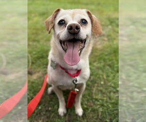 Chihuahua-Unknown Mix Dogs for adoption in Boston, MA, USA