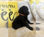 Small #1 Goldendoodle
