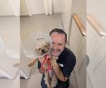 Small #1 Maltese Mix