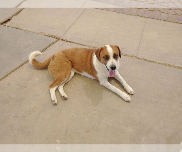 Medium Photo #10 Mutt Puppy For Sale in Apple Valley, CA, USA