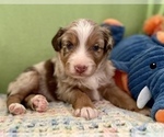 Small Photo #6 Miniature Australian Shepherd Puppy For Sale in BOUSE, AZ, USA