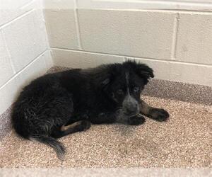 Mutt Dogs for adoption in Pueblo, CO, USA