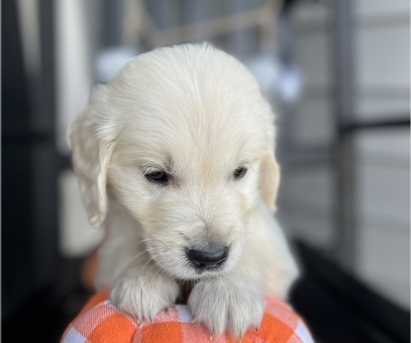 Medium Photo #8 Golden Retriever Puppy For Sale in FRANKLINTON, NC, USA